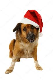 Vánoční pes